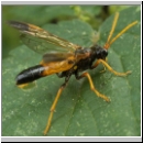 Tenthredo campestris - Blattwespe 04.jpg